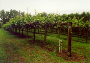 Kiwifruit Cultivation