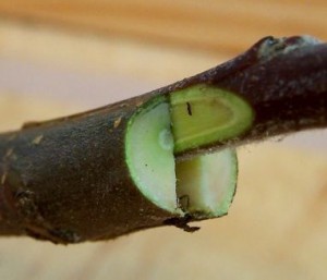 Propagating kiwifruit by cleft grafting
