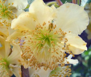 A male kiwifruit plant's flower
